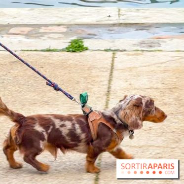 Paris Sausage Walk, la Marche des Teckels 2025 - IMG 1597