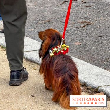 Paris Sausage Walk, la Marche des Teckels 2025 - IMG 1605