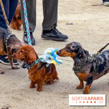 Paris Sausage Walk, la Marche des Teckels 2025