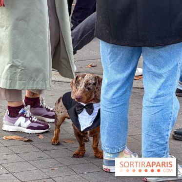 Paris Sausage Walk, la Marche des Teckels 2025