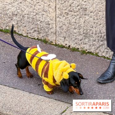 Paris Sausage Walk, la Marche des Teckels 2025 - IMG 1652