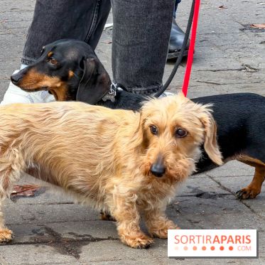 Paris Sausage Walk, la Marche des Teckels 2025 - IMG 1661