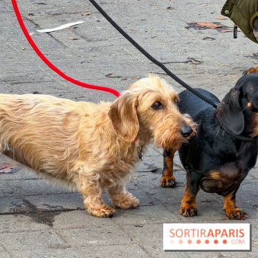 Paris Sausage Walk, la Marche des Teckels 2025 - IMG 1664