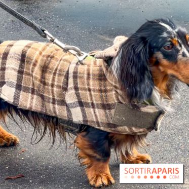 Paris Sausage Walk, la Marche des Teckels 2025 - IMG 1674