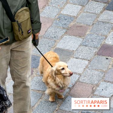 Paris Sausage Walk, la Marche des Teckels 2025