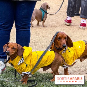 Paris Sausage Walk, la Marche des Teckels 2025 - IMG 1794
