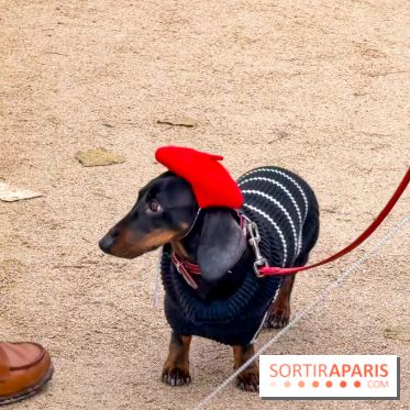 Paris Sausage Walk, la Marche des Teckels 2025 - IMG 1798