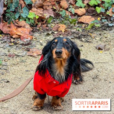Paris Sausage Walk, la Marche des Teckels 2025