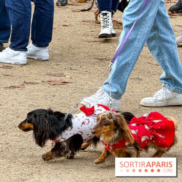 Paris Sausage Walk, la Marche des Teckels 2025