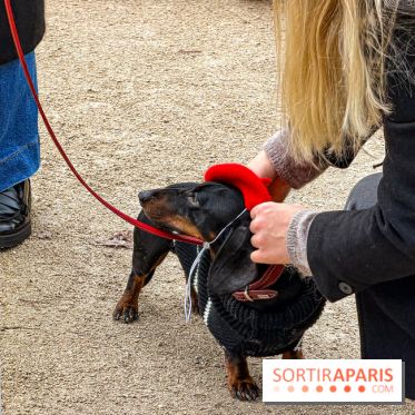 Paris Sausage Walk, la Marche des Teckels 2025