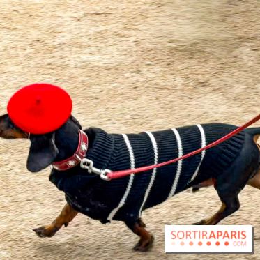Paris Sausage Walk, la Marche des Teckels 2025