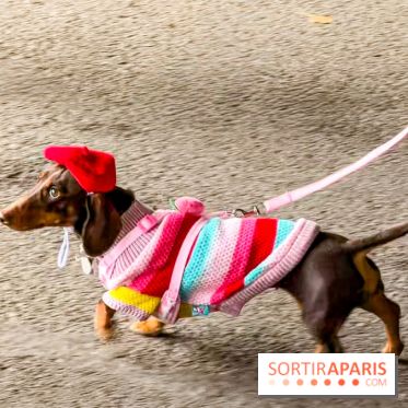 Paris Sausage Walk, la Marche des Teckels 2025