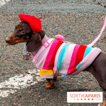 Paris Sausage Walk, la Marche des Teckels 2025