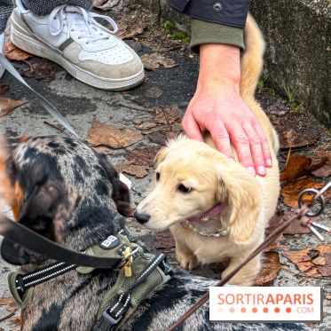 Paris Sausage Walk, la Marche des Teckels 2025