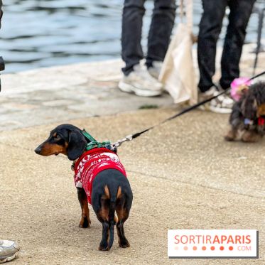 Paris Sausage Walk, la Marche des Teckels 2025