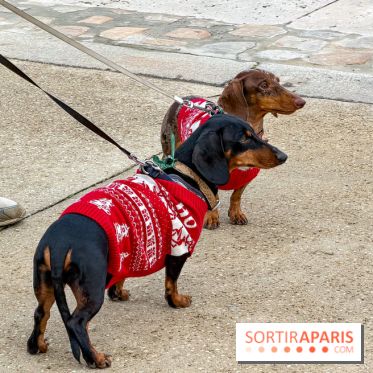 Paris Sausage Walk, la Marche des Teckels 2025