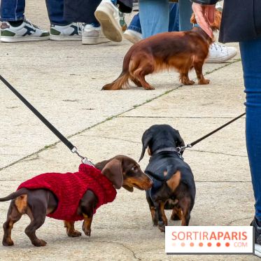 Paris Sausage Walk, la Marche des Teckels 2025