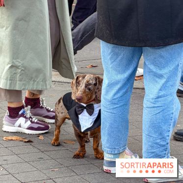 Paris Sausage Walk, la Marche des Teckels 2025