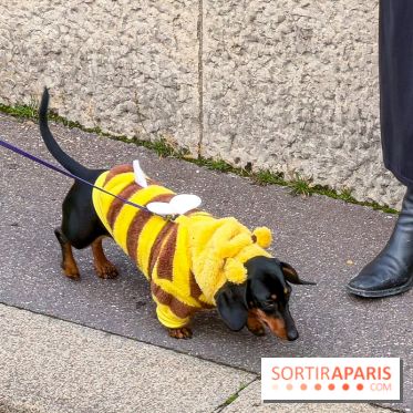 Paris Sausage Walk, la Marche des Teckels 2025