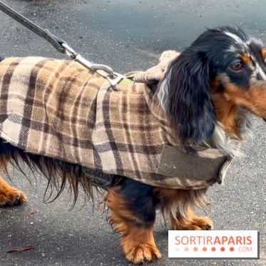 Paris Sausage Walk, la Marche des Teckels 2025
