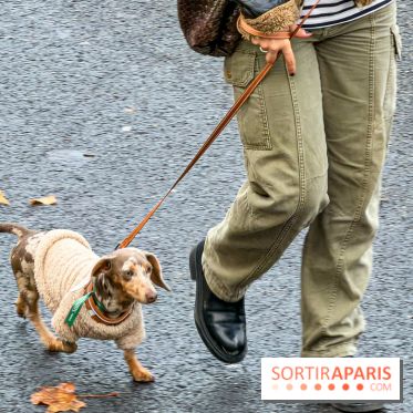 Paris Sausage Walk, la Marche des Teckels 2025