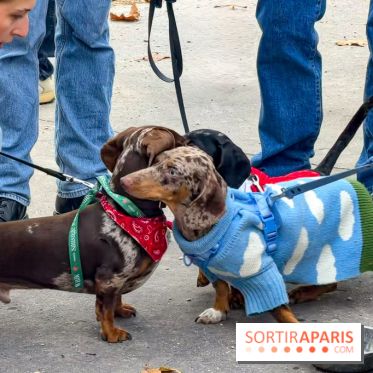 Paris Sausage Walk, la Marche des Teckels 2025