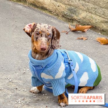Paris Sausage Walk, la Marche des Teckels 2025