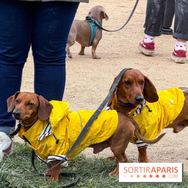 Paris Sausage Walk, la Marche des Teckels 2025
