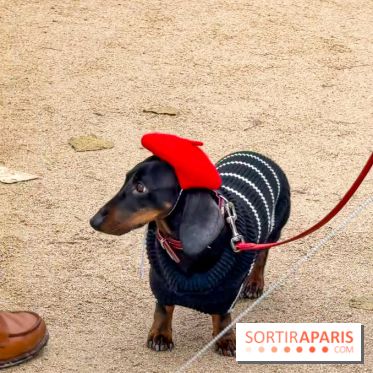 Paris Sausage Walk, la Marche des Teckels 2025