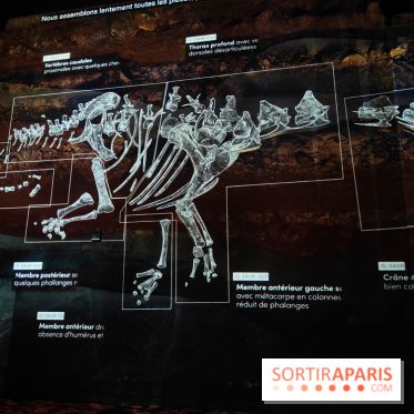 Dinosaures : l'expérience immersive qui nous fait remonter le temps à l'Atelier des Lumières, photos