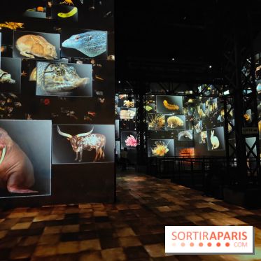 Dinosaures : l'expérience immersive qui nous fait remonter le temps à l'Atelier des Lumières, photos