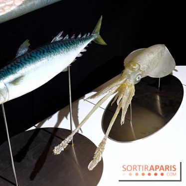 I love Sushi, nos photos de l'exposition à la Maison de la culture du Japon