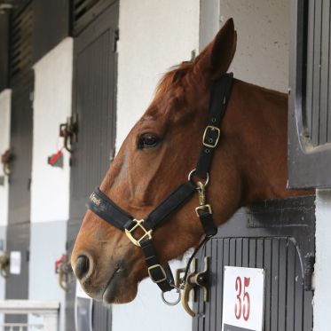 Carnavals de France à l’Hippodrome Paris-Vincennes : défilés, courses et Miss France 2026 - MPSA P.DF 23 LC LC2 0264