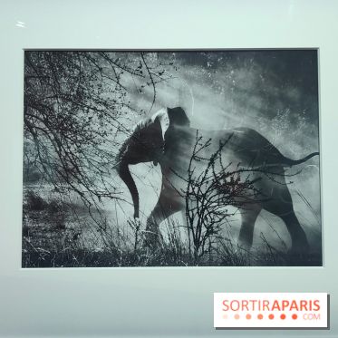Sebastião Salgado au cœur d'une exposition de photos gratuite à l'Hôtel de Ville de Paris