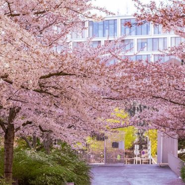Les cerisiers en fleurs au Parc de Billancourt à Boulogne-Billancourt, Hanami aux portes de Paris - A7C08659