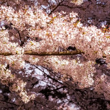 Les cerisiers en fleurs au Parc de Billancourt à Boulogne-Billancourt, Hanami aux portes de Paris - A7C08663