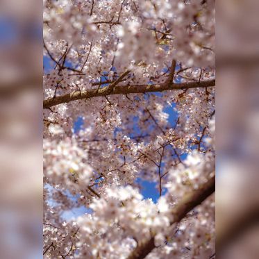 Les cerisiers en fleurs au Parc de Billancourt à Boulogne-Billancourt, Hanami aux portes de Paris - A7C08665