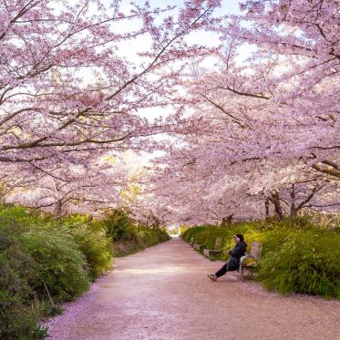 Les cerisiers en fleurs au Parc de Billancourt à Boulogne-Billancourt, Hanami aux portes de Paris - A7C08674
