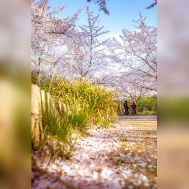 Les cerisiers en fleurs au Parc de Billancourt à Boulogne-Billancourt, Hanami aux portes de Paris - A7C08677
