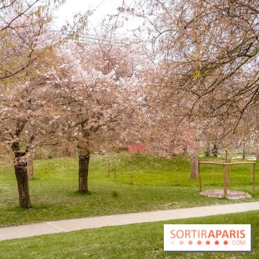 Les cerisiers du parc Martin Luther King - Clichy - Batignoles