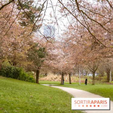 Les cerisiers du parc Martin Luther King - Clichy - Batignoles