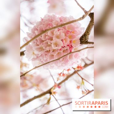 Les cerisiers du parc Martin Luther King - Clichy - Batignoles