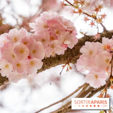 Les cerisiers du parc Martin Luther King - Clichy - Batignoles - A7C08837