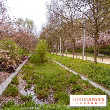 Les cerisiers du parc Martin Luther King - Clichy - Batignoles