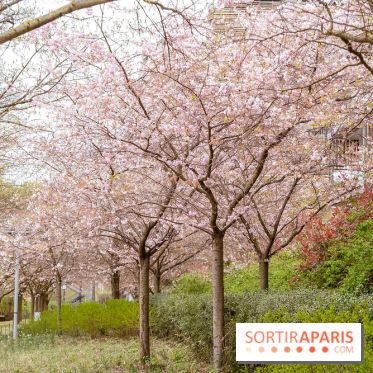 Les cerisiers du parc Martin Luther King - Clichy - Batignoles