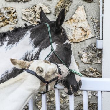 La Fête du Cheval, une journée familiale à l’Hippodrome d’Enghien-Soisy - BV 20250913143413BV1 8445