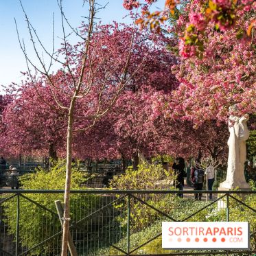 Les pommiers et cerisiers en fleurs du Jardin de Reuilly, Parc de Reuilly à Paris 12e - photos
