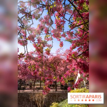 Les pommiers et cerisiers en fleurs du Jardin de Reuilly, Parc de Reuilly à Paris 12e - photos