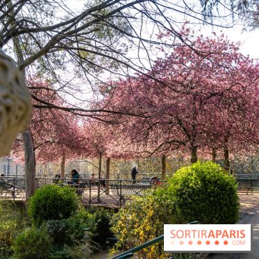 Les pommiers et cerisiers en fleurs du Jardin de Reuilly, Parc de Reuilly à Paris 12e - photos