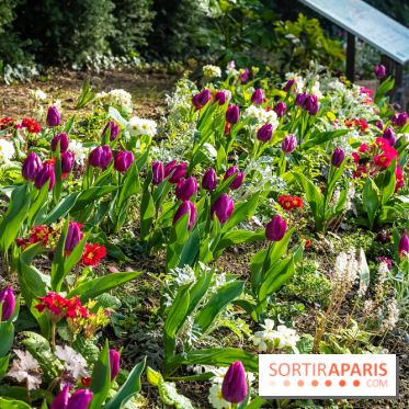 Le Parc de Bagatelle au printemps, cerisier, tulipes et jonquilles - photos - A7C00660